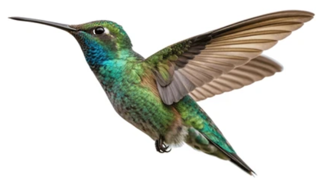 Kolibri